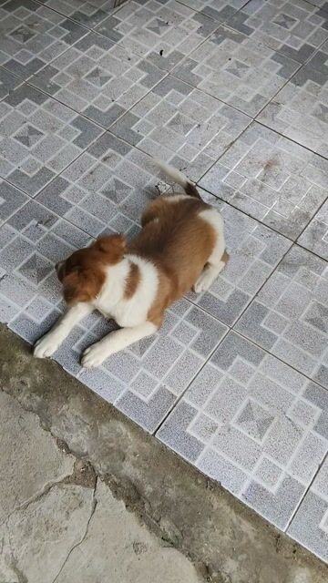 Bé chó bông lông xù chân lùn mập dử lắm. Mua bán Chó tại Huyện Phong Điền Cần Thơ được đăng bởi Đạt Chuyên Gà Đổ Tại Nhà hình 1