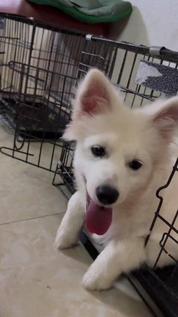 Chó Samoyed cái 5 tháng. Mua bán Chó tại Quận Nam Từ Liêm Hà Nội được đăng bởi Thiên Dũng hình 1