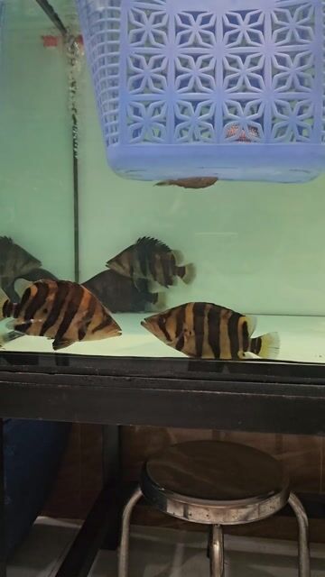 Cá Hổ U15 sọc đẹp. Mua bán Thú cưng khác tại Huyện Hóc Môn Tp Hồ Chí Minh được đăng bởi Khánh Duy hình 1