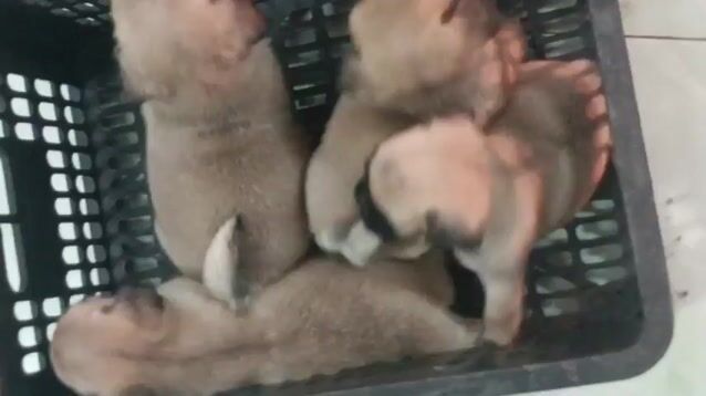 Pug nhà nuôi ạ. Mua bán Chó tại Quận 8 Tp Hồ Chí Minh được đăng bởi Pé Heo hình 1
