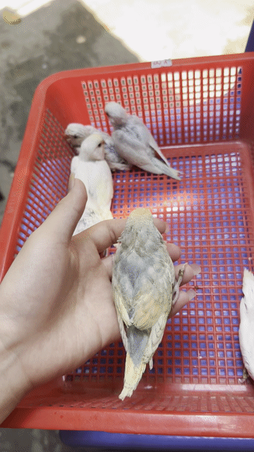 Chim yến phụng Trắng xanh hót hay dáng đẹp. Mua bán Chim tại Quận Đống Đa Hà Nội được đăng bởi Lê Quang Đạo hình 1