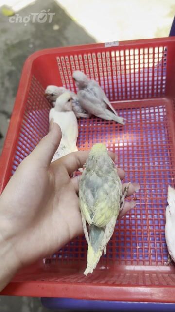 Chim yến phụng Trắng xanh hót hay dáng đẹp. Mua bán Chim tại Quận Đống Đa Hà Nội được đăng bởi Lê Quang Đạo hình 1