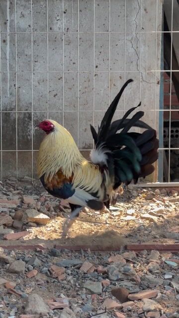 Gà Mỹ rặc trống 1.3kg. Mua bán Gà tại Thành phố Thủ Đức Tp Hồ Chí Minh được đăng bởi Tùng Nguyễn hình 1