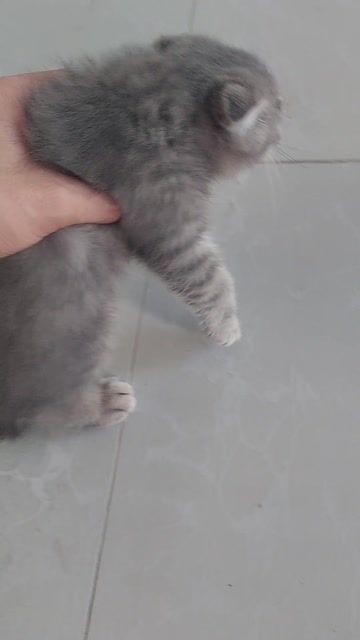 Mèo Tai cụp đực Xám. Mua bán Mèo tại Thành phố Thủ Đức Tp Hồ Chí Minh được đăng bởi Vũ Đạt Ml hình 1