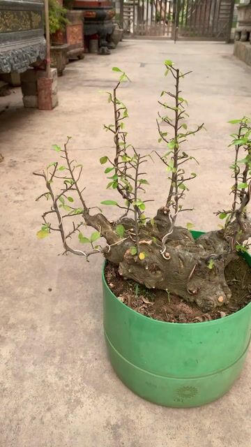 Cây cảnh Duối ráng rừng. Mua bán Cây cảnh, đồ trang trí tại Huyện Tiên Lãng Hải Phòng được đăng bởi Lê Đức toản  hình 1