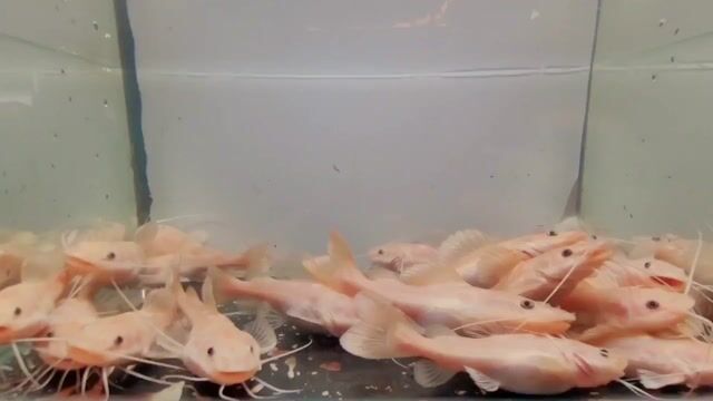 Cá trê hồng vỹ xanthic size 8-12cm. Mua bán Thú cưng khác tại Quận 12 Tp Hồ Chí Minh được đăng bởi hải tượng long giá rẻ hình 1