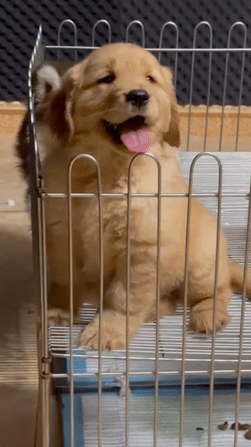 chó golden. Mua bán Chó tại Quận Long Biên Hà Nội được đăng bởi Pet home hình 1