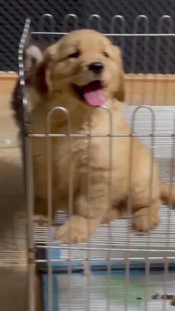 chó golden. Mua bán Chó tại Quận Long Biên Hà Nội được đăng bởi Pet home hình 1