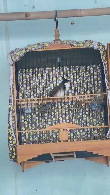 Chim thuần 90% giọng hay. Mua bán Chim tại Huyện Vĩnh Cửu Đồng Nai được đăng bởi suduki hình 1