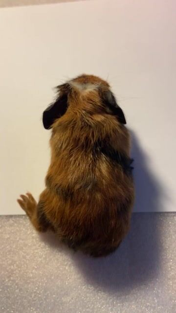 Chuột lang cái 4 tuần. Mua bán Thú cưng khác tại Quận Đống Đa Hà Nội được đăng bởi Nguyen Tam hình 1