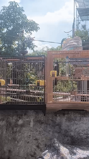 Chim chào mào 3 mùa nhát. Mua bán Chim tại Huyện Phú Vang Thừa Thiên Huế được đăng bởi Thắng hình 1