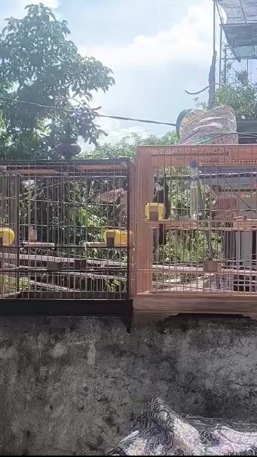 Chim chào mào 3 mùa nhát. Mua bán Chim tại Huyện Phú Vang Thừa Thiên Huế được đăng bởi Thắng hình 1