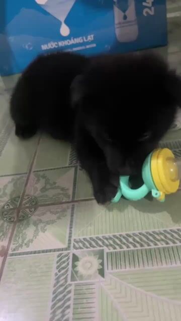 Chó con cực kì dễ thương. Mua bán Chó tại Quận Thanh Khê Đà Nẵng được đăng bởi Đình Tuân Nguyễn hình 1