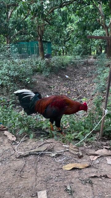 Que đỏ 3300gram. Mua bán Gà tại Thành phố Cao Lãnh Đồng Tháp được đăng bởi Gà Đá Miền Tây hình 1