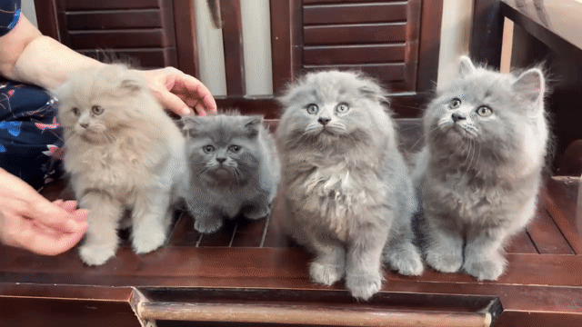Mèo ALD đực cái 2 tháng. Mua bán Mèo tại Quận Đống Đa Hà Nội được đăng bởi Nguyễn Anh Dung hình 1