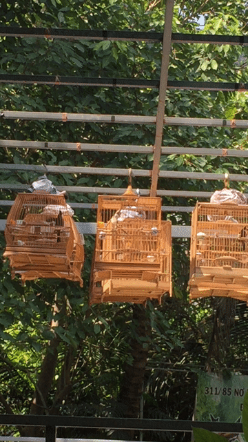 Chim chào mào 3 mùa…. Mua bán Chim tại Quận Bình Thạnh Tp Hồ Chí Minh được đăng bởi Nguyen Thang hình 1