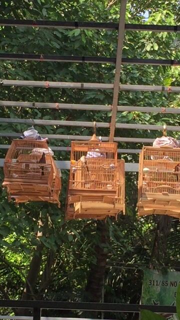 Chim chào mào 3 mùa…. Mua bán Chim tại Quận Bình Thạnh Tp Hồ Chí Minh được đăng bởi Nguyen Thang hình 1