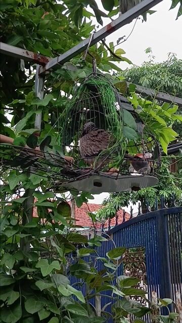 Chim cu gáy Nâu đốm Khỏe mạnh. Mua bán Chim tại Thành phố Thủ Đức Tp Hồ Chí Minh được đăng bởi Haonguyen hình 1