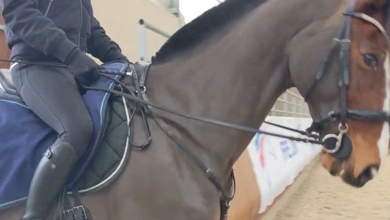 Le DEJEPS Sports Equestres, une espèce rare