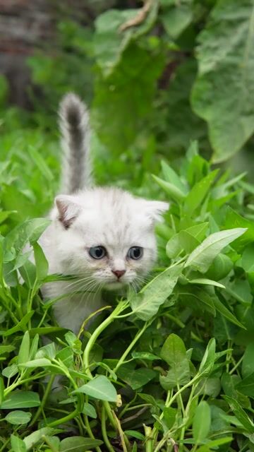 Zai Mèo Anh lông ngắn 2.5 tháng Trắng xám. Mua bán Mèo tại Huyện Thanh Oai Hà Nội được đăng bởi Anh hình 1