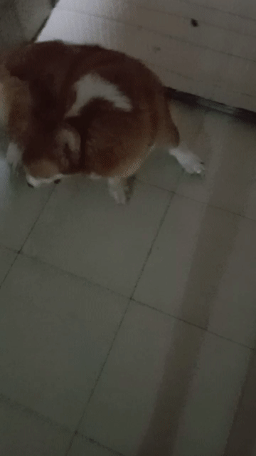 Chó Corgi đực cái 2 tuổi. Mua bán Chó tại Huyện Bàu Bàng Bình Dương được đăng bởi Văn Văn  hình 1