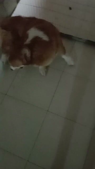Chó Corgi đực cái 2 tuổi. Mua bán Chó tại Huyện Bàu Bàng Bình Dương được đăng bởi Văn Văn  hình 1