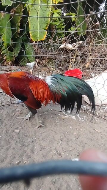 Gà Nòi 2k2 ae về sổ lãi vô chế độ. Mua bán Gà tại Huyện Chợ Mới An Giang được đăng bởi Thành Nguyễn hình 1