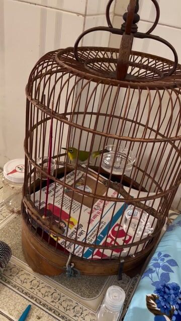 Chim Khoen xanh Bổi già. Mua bán Chim tại Quận 6 Tp Hồ Chí Minh được đăng bởi Ha Thanh Danh hình 1