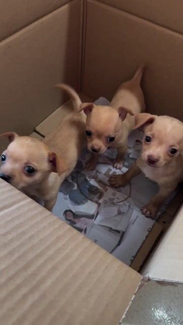 Bầy phốc lai chihuhu siêu mini cute. Mua bán Chó tại Thành phố Buôn Ma Thuột Đắk Lắk được đăng bởi Khoa hình 1