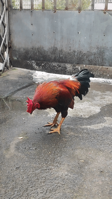 Gà trống khét 2.9kg gà tơ đực. Mua bán Gà tại Huyện Bình Chánh Tp Hồ Chí Minh được đăng bởi silin hình 1