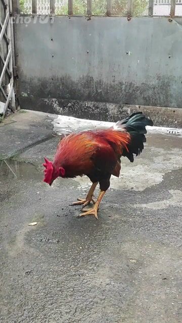 Gà trống khét 2.9kg gà tơ đực. Mua bán Gà tại Huyện Bình Chánh Tp Hồ Chí Minh được đăng bởi silin hình 1