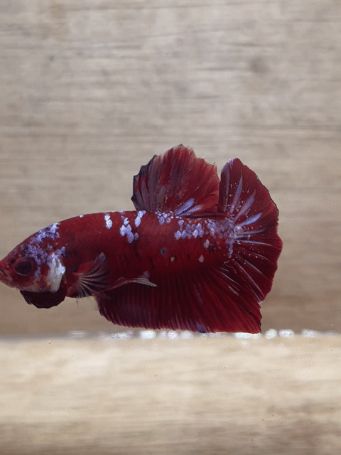 Cá Betta Plakat Red Galaxy Trống. Mua bán Thú cưng khác tại Quận 3 Tp Hồ Chí Minh được đăng bởi Long hình 1