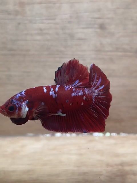Cá Betta Plakat Red Galaxy Trống. Mua bán Thú cưng khác tại Quận 3 Tp Hồ Chí Minh được đăng bởi Long hình 1