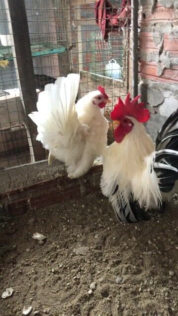 Gà Thái cặp 10 tháng tuổi. Mua bán Gà tại Huyện Thanh Trì Hà Nội được đăng bởi Nguyên đuc cuong hình 1