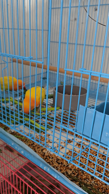 Vẹt Lovebird có viền. Mua bán Chim tại Thành phố Thuận An Bình Dương được đăng bởi H  hình 1