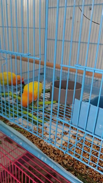 Vẹt Lovebird có viền. Mua bán Chim tại Thành phố Thuận An Bình Dương được đăng bởi H  hình 1