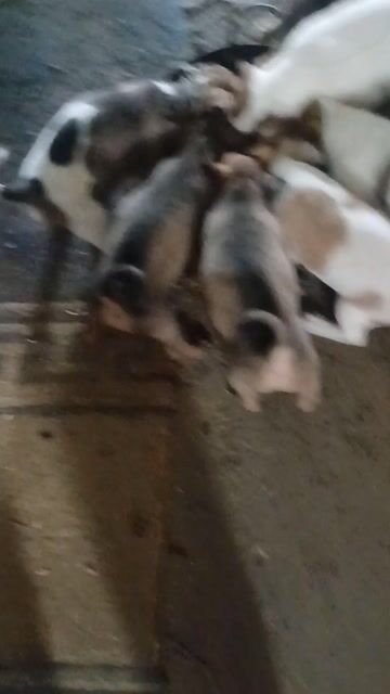 Chó con lai nhật nhiều màu. Mua bán Chó tại Thành phố Biên Hòa Đồng Nai được đăng bởi Lê Phương Gà Rán hình 1