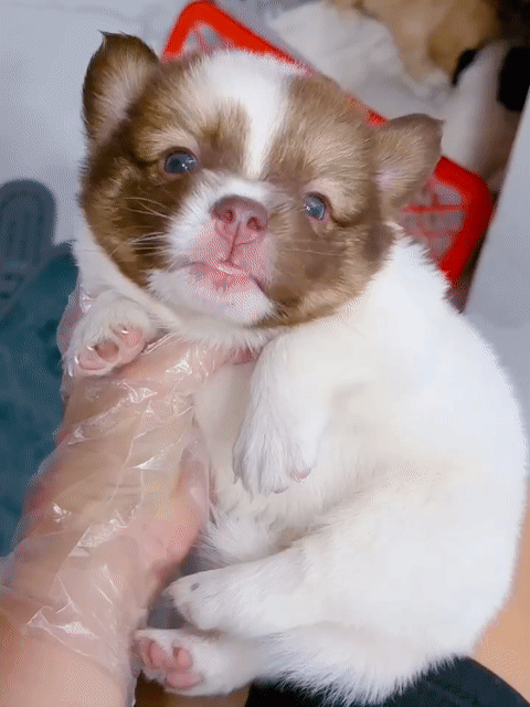 Chó corgi x phốc nhật đực 2 tháng đã tiêm. Mua bán Chó tại Quận Bình Tân Tp Hồ Chí Minh được đăng bởi Minh nguyễn  hình 1