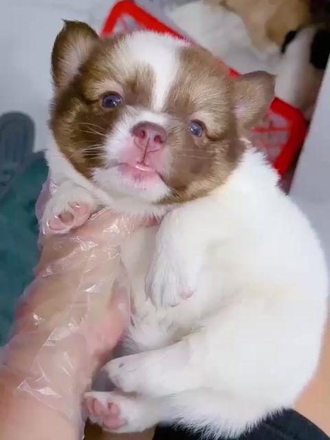 Chó corgi x phốc nhật đực 2 tháng đã tiêm. Mua bán Chó tại Quận Bình Tân Tp Hồ Chí Minh được đăng bởi Minh nguyễn  hình 1