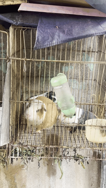Chuột bọ Đực Cái 2 tháng. Mua bán Thú cưng khác tại Quận 12 Tp Hồ Chí Minh được đăng bởi Ngọc Trúc hình 1