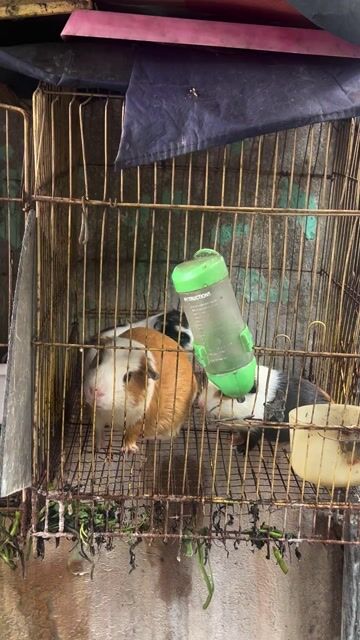 Chuột bọ Đực Cái 2 tháng. Mua bán Thú cưng khác tại Quận 12 Tp Hồ Chí Minh được đăng bởi Ngọc Trúc hình 1