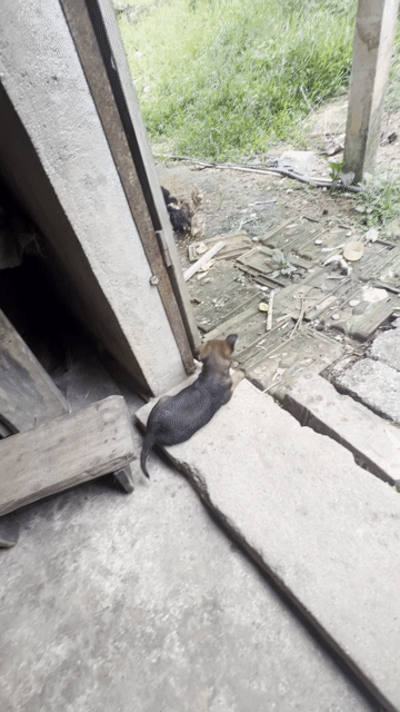 Chó Phốc hươu lai 2 tháng Nâu, Đen vàng. Mua bán Chó tại Quận 11 Tp Hồ Chí Minh được đăng bởi Sao Nguyễn hình 1