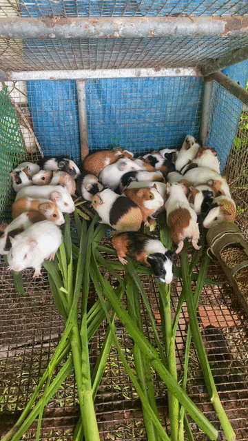Bán bọ, chuột lang. Mua bán Thú cưng khác tại Huyện Chợ Lách Bến Tre được đăng bởi Ngọc Quý hình 1