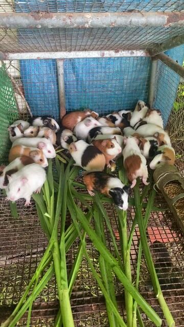 Bán bọ, chuột lang. Mua bán Thú cưng khác tại Huyện Chợ Lách Bến Tre được đăng bởi Ngọc Quý hình 1