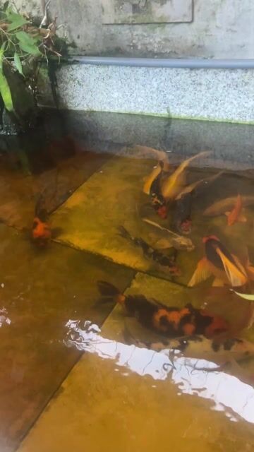 Cá Koi nhiều màu. Mua bán Thú cưng khác tại Thị xã Hương Trà Thừa Thiên Huế được đăng bởi Nguyễn Tấn Tiến hình 1
