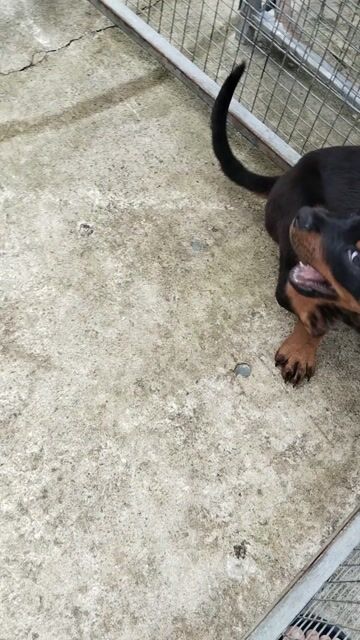Cho rottweiler đực. Mua bán Chó tại Huyện Hóc Môn Tp Hồ Chí Minh được đăng bởi thuy tran hình 1
