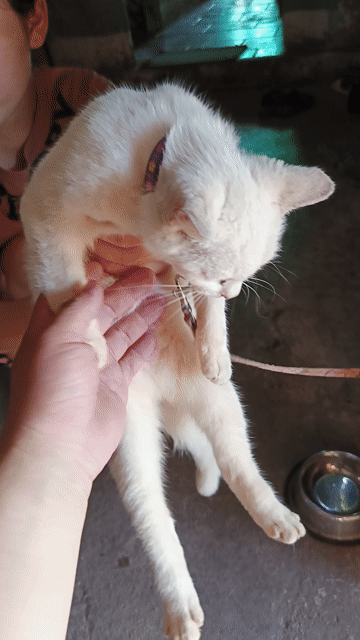 Mèo lai Anh Trắng mắt 2 màu. Mua bán Mèo tại Huyện Càng Long Trà Vinh được đăng bởi Thanh ngoan Vo hình 1