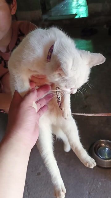 Mèo lai Anh Trắng mắt 2 màu. Mua bán Mèo tại Huyện Càng Long Trà Vinh được đăng bởi Thanh ngoan Vo hình 1