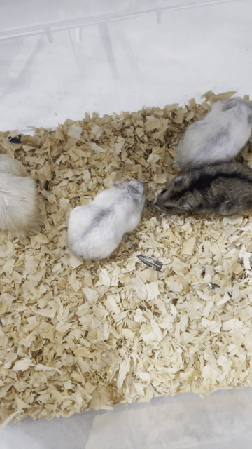 Chuột Hamster Đực và Cái. Mua bán Thú cưng khác tại Quận Phú Nhuận Tp Hồ Chí Minh được đăng bởi do khac danh hình 1