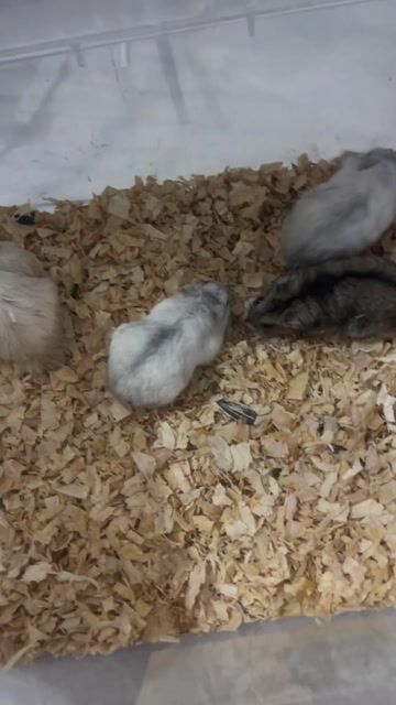 Chuột Hamster Đực và Cái. Mua bán Thú cưng khác tại Quận Phú Nhuận Tp Hồ Chí Minh được đăng bởi do khac danh hình 1